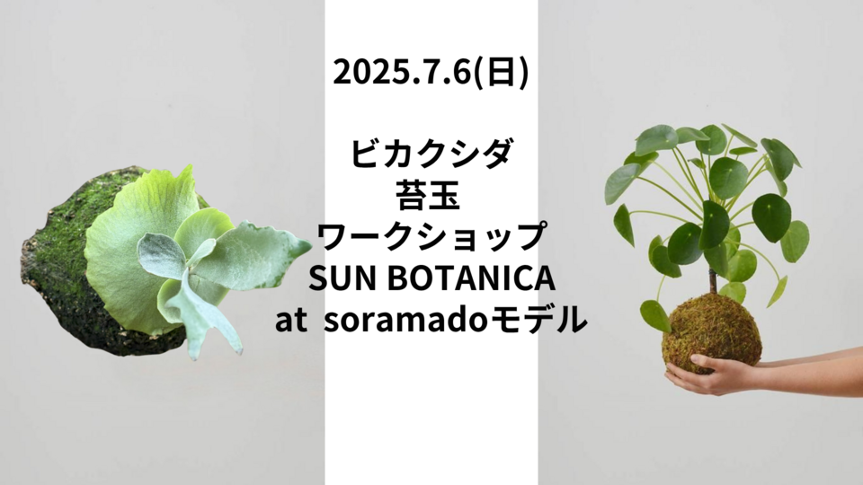 7月6日(日)ビカクシダ＆苔玉　ダブルワークショップ　開催！！